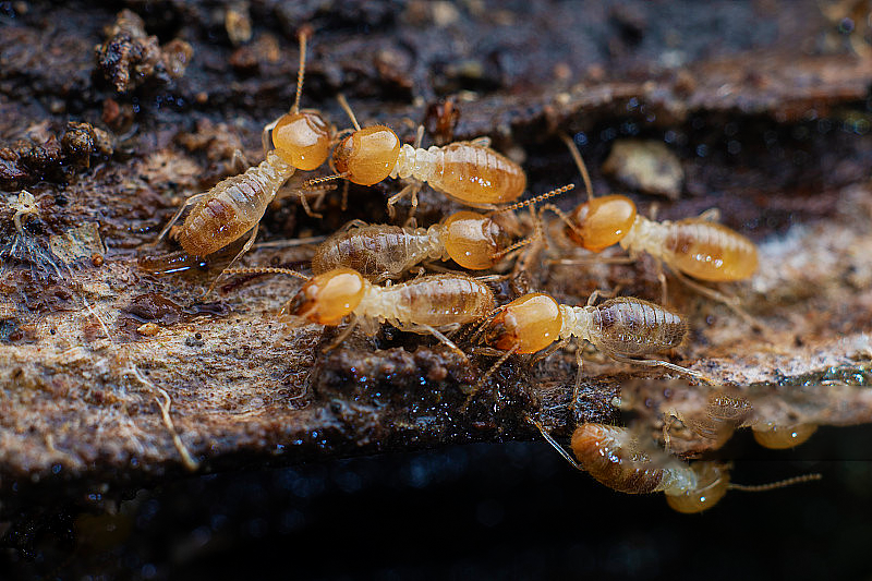 专业灭白蚁服务